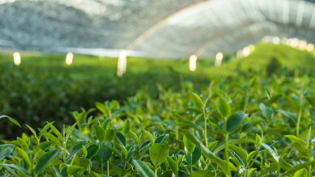 Matcha Tea Plantation Grown in Shade