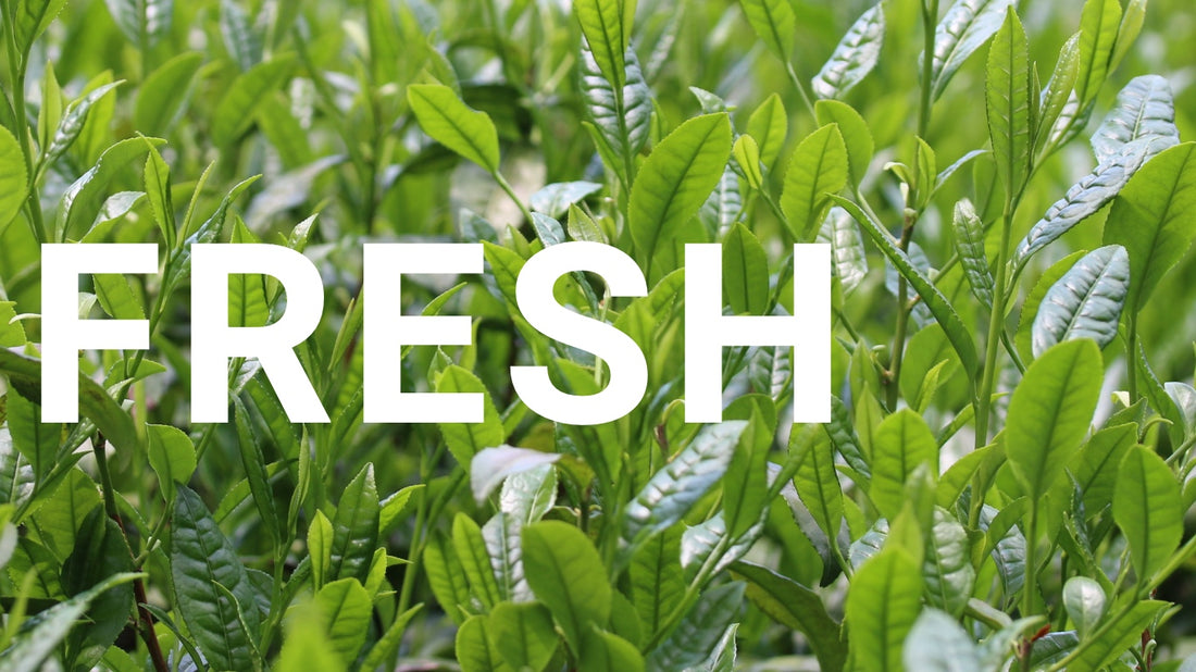 NZ's Freshest Matcha