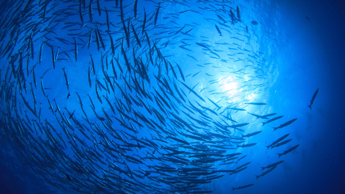 Is marine collagen the best?  Image of wild fish