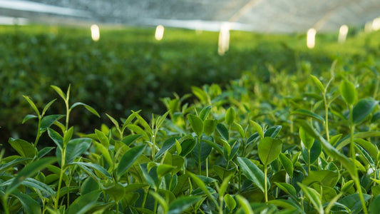 Keeping the Tea Flowing: A Quick Update Regarding Tsubaki